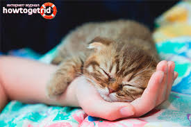 Karena tingkah lakunya yang menggemaskan dan juga sifatnya yang mudah dekat dengan pemilik, kucing menjadi salah satu binatang favorit untuk dipelihara. Kucing Itu Menggeletar Mengapa Dan Apa Yang Perlu Dilakukan