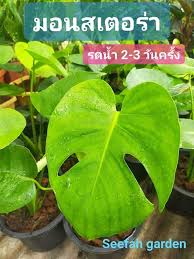 ขอนแก่น follow me on tik tok : à¸‚à¸²à¸¢à¸¡à¸­à¸™à¸ªà¹€à¸•à¸­à¸£ à¸£ à¸² à¸£à¸²à¸„à¸²à¸– à¸ à¹à¸«à¸¥ à¸‡à¸£à¸§à¸¡à¸¡à¸­à¸™à¸ªà¹€à¸•à¸­à¸£ à¸£ à¸² à¸¡ à¸«à¸¥à¸²à¸¢à¸£ à¸²à¸™à¹ƒà¸« à¹€à¸¥ à¸­à¸à¸‹ à¸­