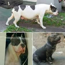 Florida keys (key) ft myers / sw florida. American Bully Puppy For Sale In Jacksonville Fl Adn 26531 On Puppyfinder Com Gender Male American Bully Puppy For Sale American Bully Puppy American Bully