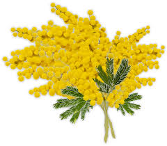 According to the new york times, flower shops across russia sell upwards of. Mimosa Women S Day Woman Free Image On Pixabay