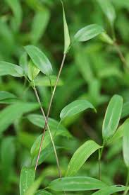 Image result for Setaria barbata
