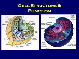 Animal cells are generally smaller than plant cells and lack a cell wall and chloroplasts; Cell Structure Function Eukaryotic Cells An Introductory Video Ppt Download