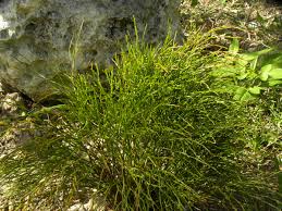 Image result for Psilotum nudum