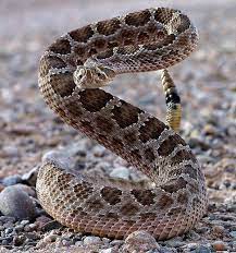 Most Snakes Take Off When They Sense Humans Nearby Not These Guys They Re Like What Do You Want Come Closer Snake Poisonous Snakes Reptiles And Amphibians