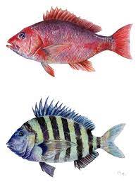 Pin By Ricardo Moody On My Art Fish Artwork Fish Art Watercolor Fish