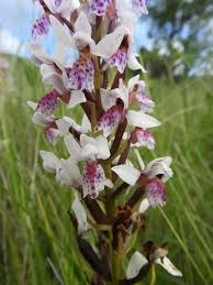 Image result for Platycoryne crocea