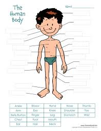Savesave part of body cut and paste worksheet for later. Human Body Cut And Paste Tim S Printables