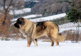 Russian Bear Dog The Ultimate Caucasian Shepherd Guide