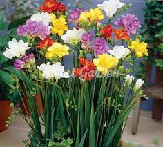 Frezie Cu Flori Duble Mix Sweet Garden Fragrant Plant Flower Seeds Bulb Flowers