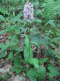 Image result for Platanthera psycodes