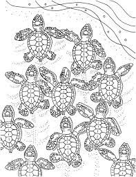 Baby sea turtles are the cutest thing. Pin On Coloring