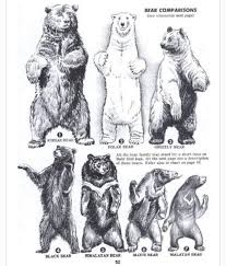 Bear Size Comparison In 2019 Bear Sketch Bear Drawing