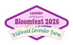 Lavender Bloom Festival