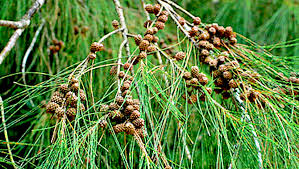 Image result for Casuarinaceae