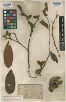 Image result for Ellipanthus