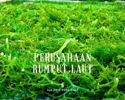 Rumput Laut Hitam Rumput Laut Halal Rumput Laut Indonesia Rumput Lautan Hijau