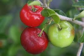 Image result for Malpighia