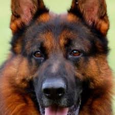 A national breed club (parent club) is a national organization that is dedicated to the preservation, protection and advancement of a dog breed. Usher Mittelwest Stud Dog Wow He Is Beautiful Yelp German Shepard Puppies German Shepherd Dogs Black German Shepherd Dog