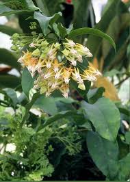 Image result for hoya multiflora