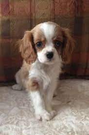 Cavalier Puppies For Sale In California Cavalier Breeder California Affordable And In Sf Cavalier Puppy Cute Animals Cute Dogs