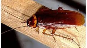 Jadi, tak hairanlah kereta mudah menjadi baunya yang kuat dan wangi ini amat dibenci oleh lipas. Cara Mudah Mengusir Kecoa Dari Rumah