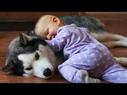 Puppies And Kittens Love Babies Compilation Funnytv Baby Puppies Cute Puppies And Kittens Cute Baby Puppies