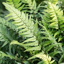 Image result for Polystichum sinense