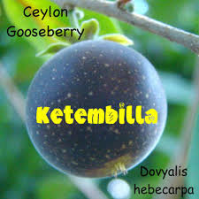 Image result for Dovyalis xanthocarpa