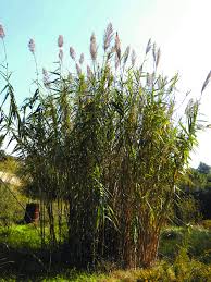 Image result for Arundo donax