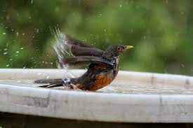 Getting the birds to use it may not be so easy, but as long as it is. Why And How Birds Take Baths Gck Copywriter