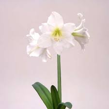 ポットアマリリス 一重 白1球 直径14cm鉢植え 球根 園芸ネット 本店 通販 Engei Net