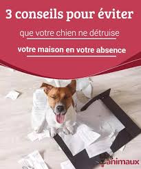 3 Conseils Pour Eviter Que Votre Chien Ne Detruise Votre Maison En Votre Absence Chien Mobilier Pour Chien Dresser Un Chien