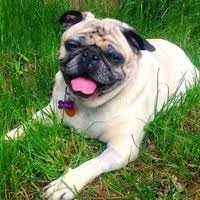 Check spelling or type a new query. Pug Rescue Adoptions