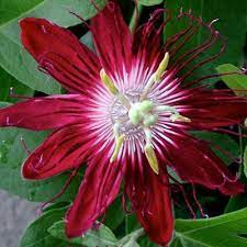 This One Just Pops Flower Seeds Rare Flowers Passion Flower
