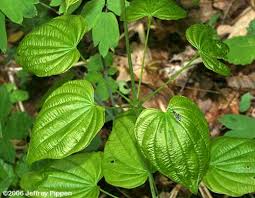Image result for Dioscorea dregeana