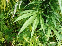 Le Chanvre Ami De La Peau Plantes Et Sante