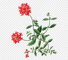 We did not find results for: Botani Ilustrasi Botanical Flower Poster Bunga Lukisan Cat Air Tanaman Herba Png Pngegg