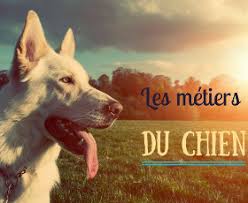 Les missions du maître chien au sein de la police nationale sont. Travailler Avec Les Chiens 8 Metiers Passionnants A Decouvrir
