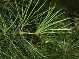 Image result for foto Vitálka