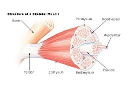 Lecture 1 Animal Cell Types And Tissues