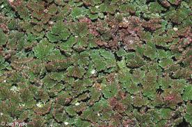 Image result for Azolla filiculoides