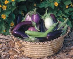Growing Eggplants Successfully Finegardening