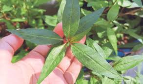 Rm12.90 ++ (mengikut saiz pokok). Daun Kesum Angin