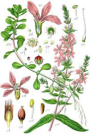 Image result for Lythraceae
