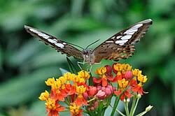 Image result for Asclepias buchwaldii