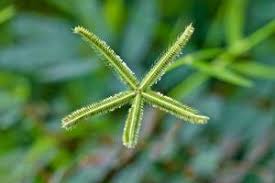 Image result for Dactyloctenium geminatum