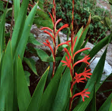 Image result for Watsonia