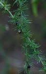Image result for Asparagus flavicaulis
