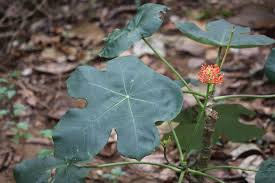 Image result for Jatropha podagrica