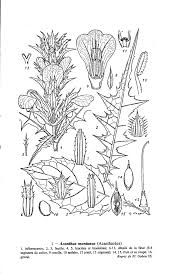 Image result for Agelanthus keilii